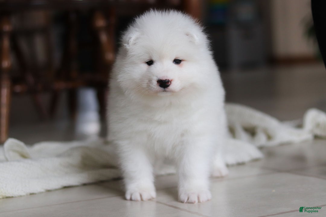 Samoyed dogs for sale: Beth - Ad 15
