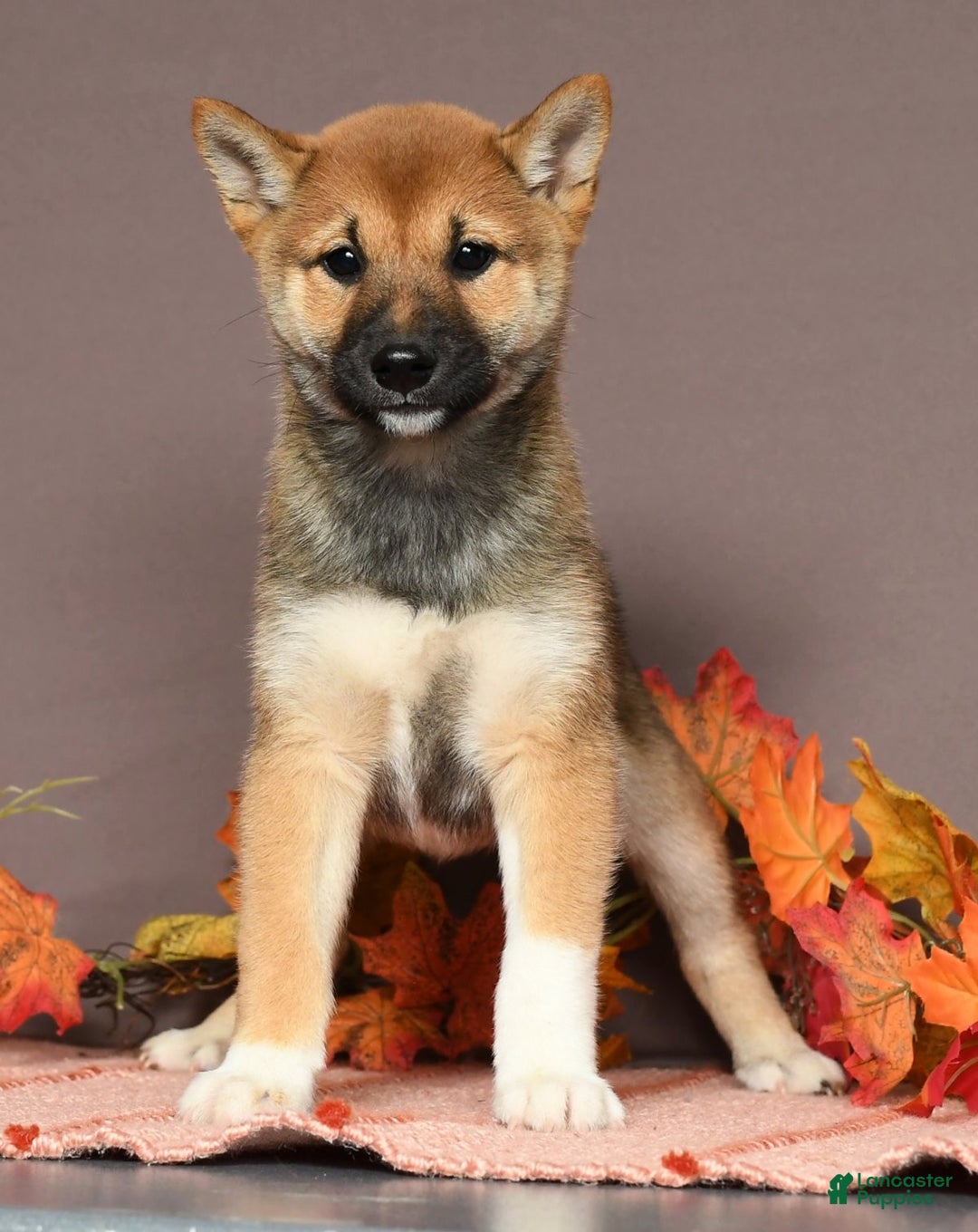 Shiba Inu dogs for sale: Whimsey - Ad 2