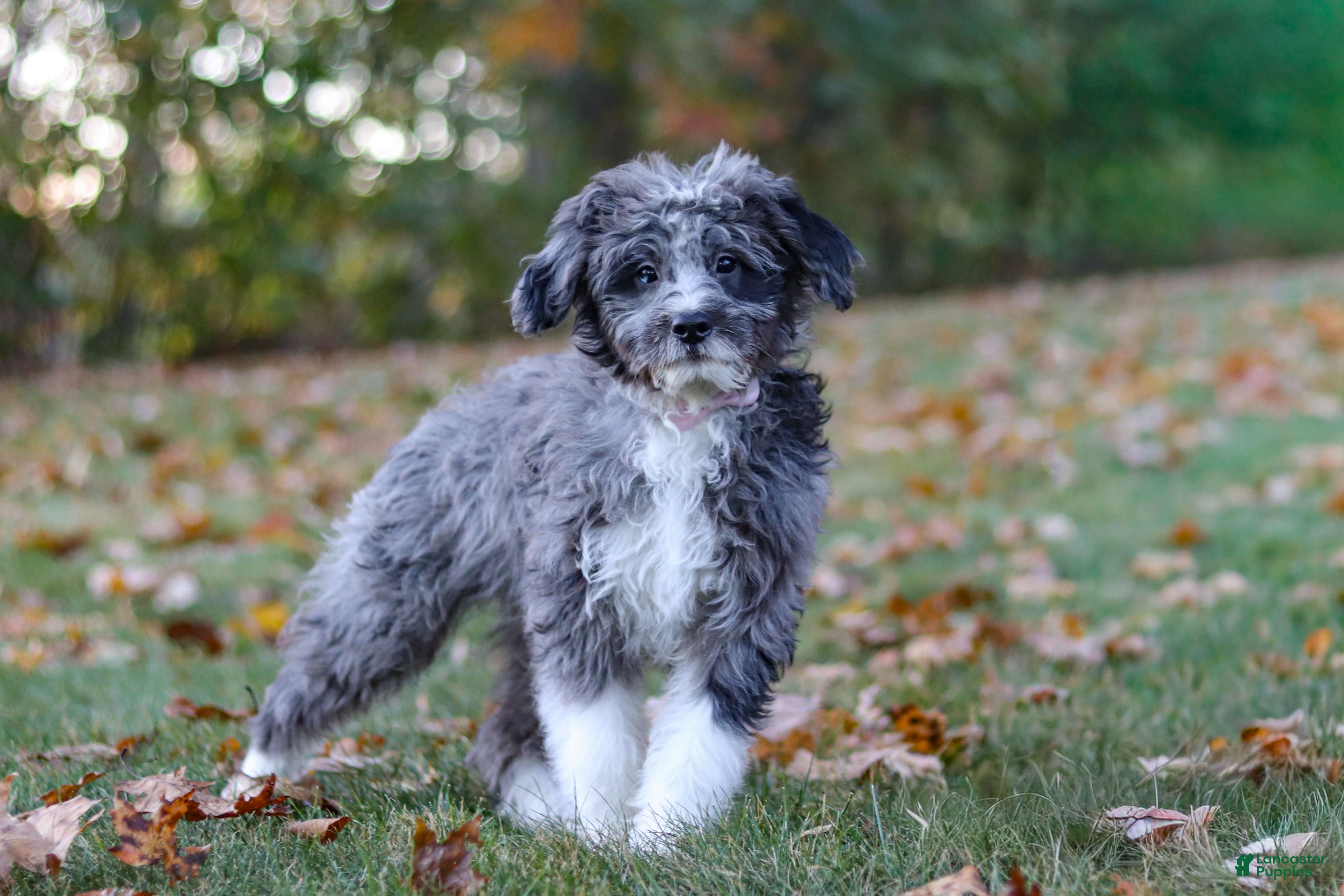 Bernedoodle dogs Willow - Ad 2
