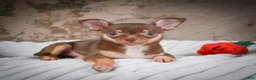 Chihuahua dogs for sale: Laura - Ad 6