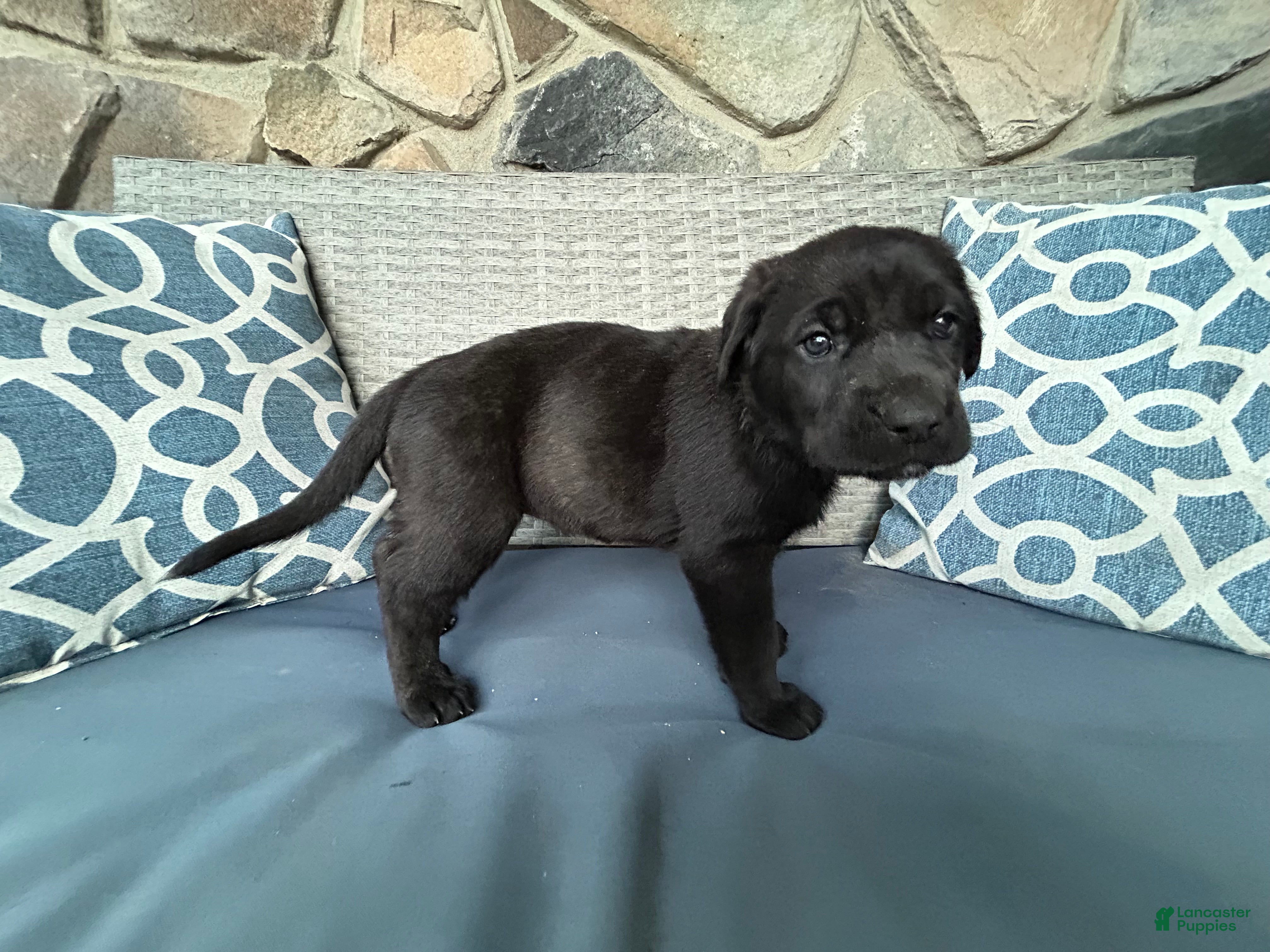 Cane Corso dogs Ziti - Ad 10