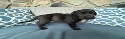 Cane Corso dogs for sale: Ziti - Ad 1
