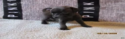 Pug dogs for sale: Pug Puppy 1 - Ad 8