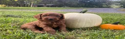 Miniature Labradoodle dogs for sale: Nola-mini red F1b - Ad 5