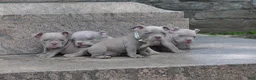 American Bully dogs for sale: American Bully Puppy 4 - Ad 5