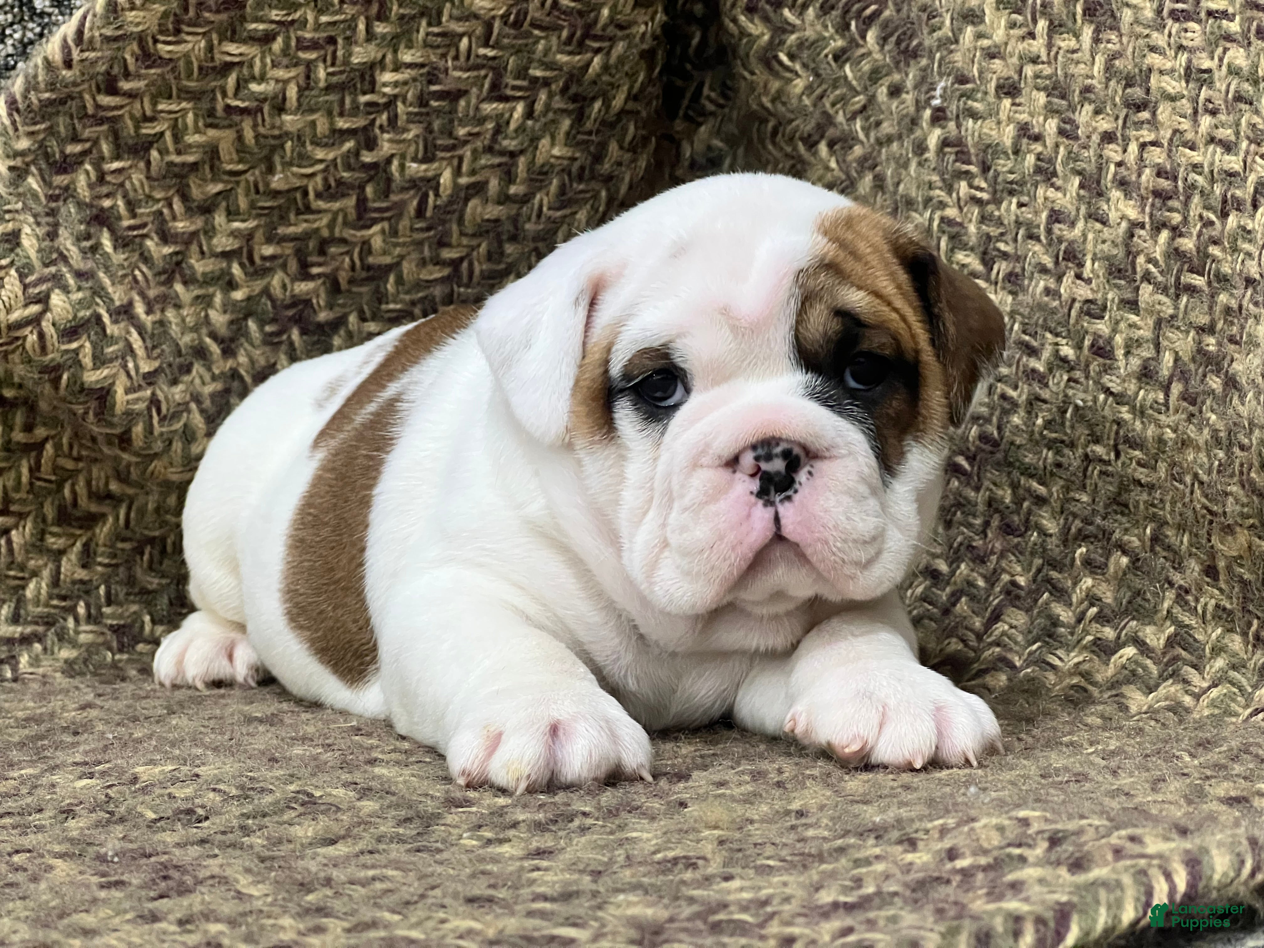 English Bulldog dogs Dandy - Ad 6