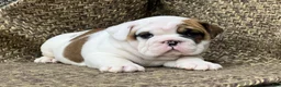 English Bulldog dogs for sale: Dandy - Ad 1