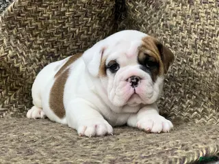 English Bulldog dogs Dandy - Ad 6