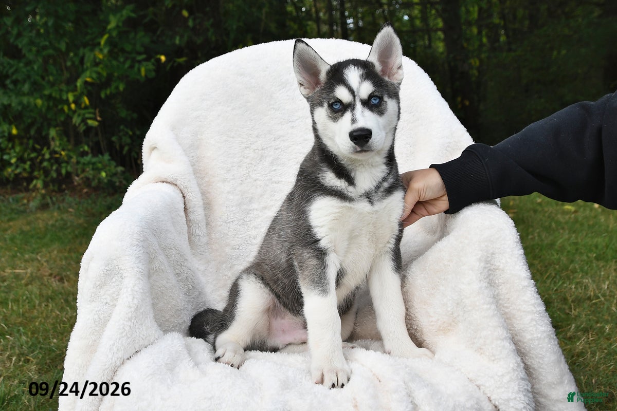 Siberian Husky dogs Simba - Ad 2