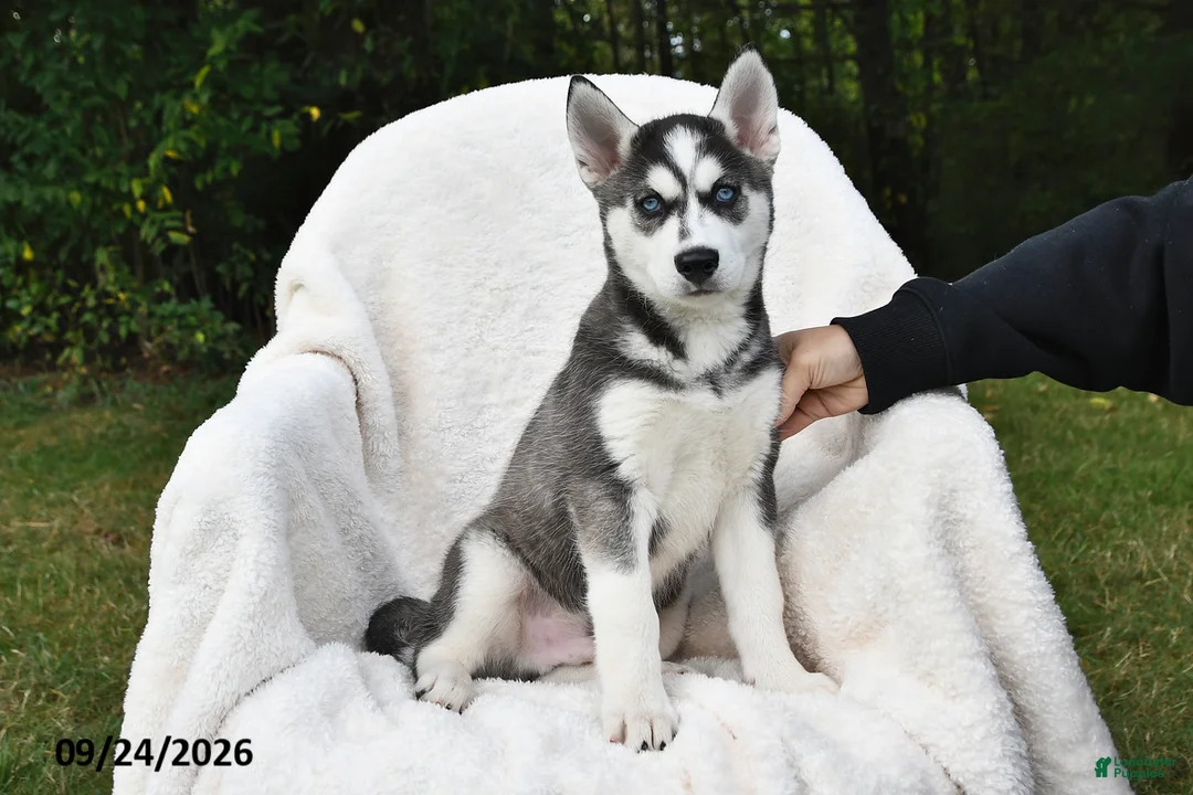 Siberian Husky dogs for sale: Simba - Ad 2