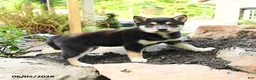 Shiba Inu dogs for sale: Katherine - Ad 2
