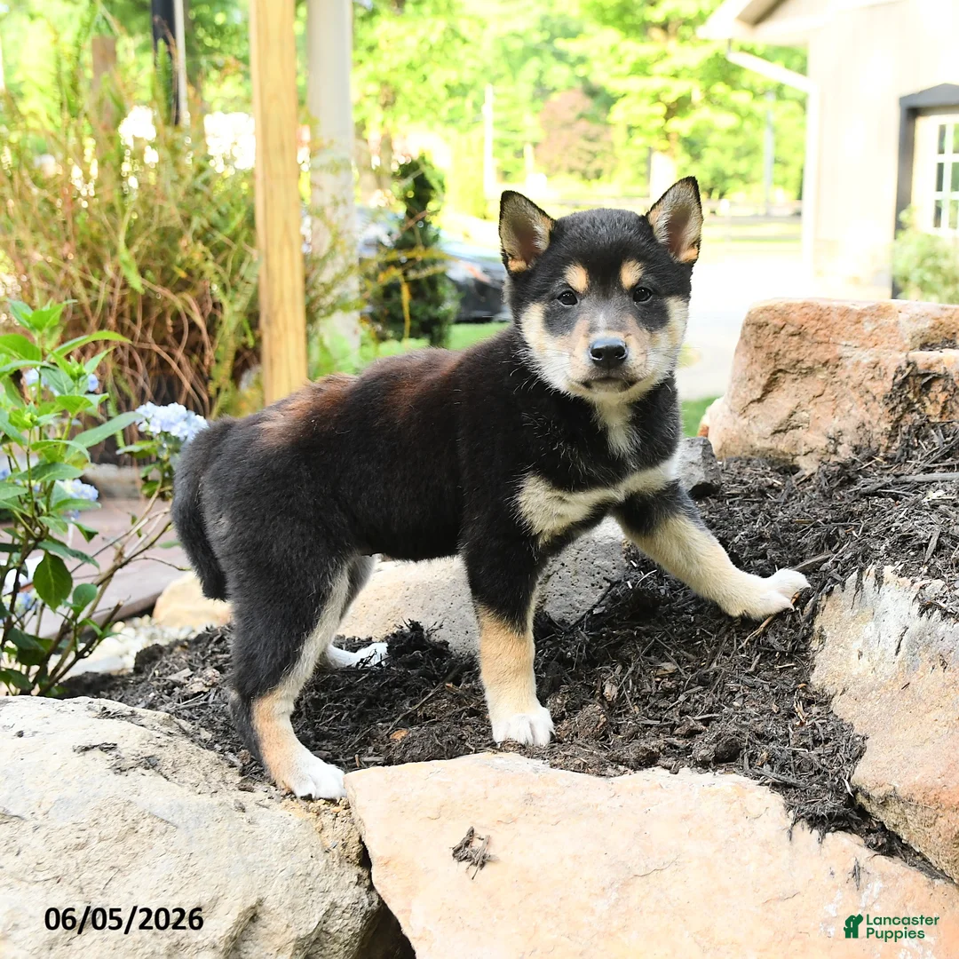 Shiba Inu dogs for sale: Katherine - Ad 2