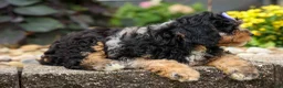 Cavapoo dogs for sale: Lainey❤️  - Ad 6