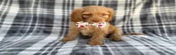 Cockapoo dogs for sale: Trout - Ad 4