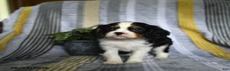 Cavalier King Charles Spaniel dogs for sale: Jack  - Ad 4