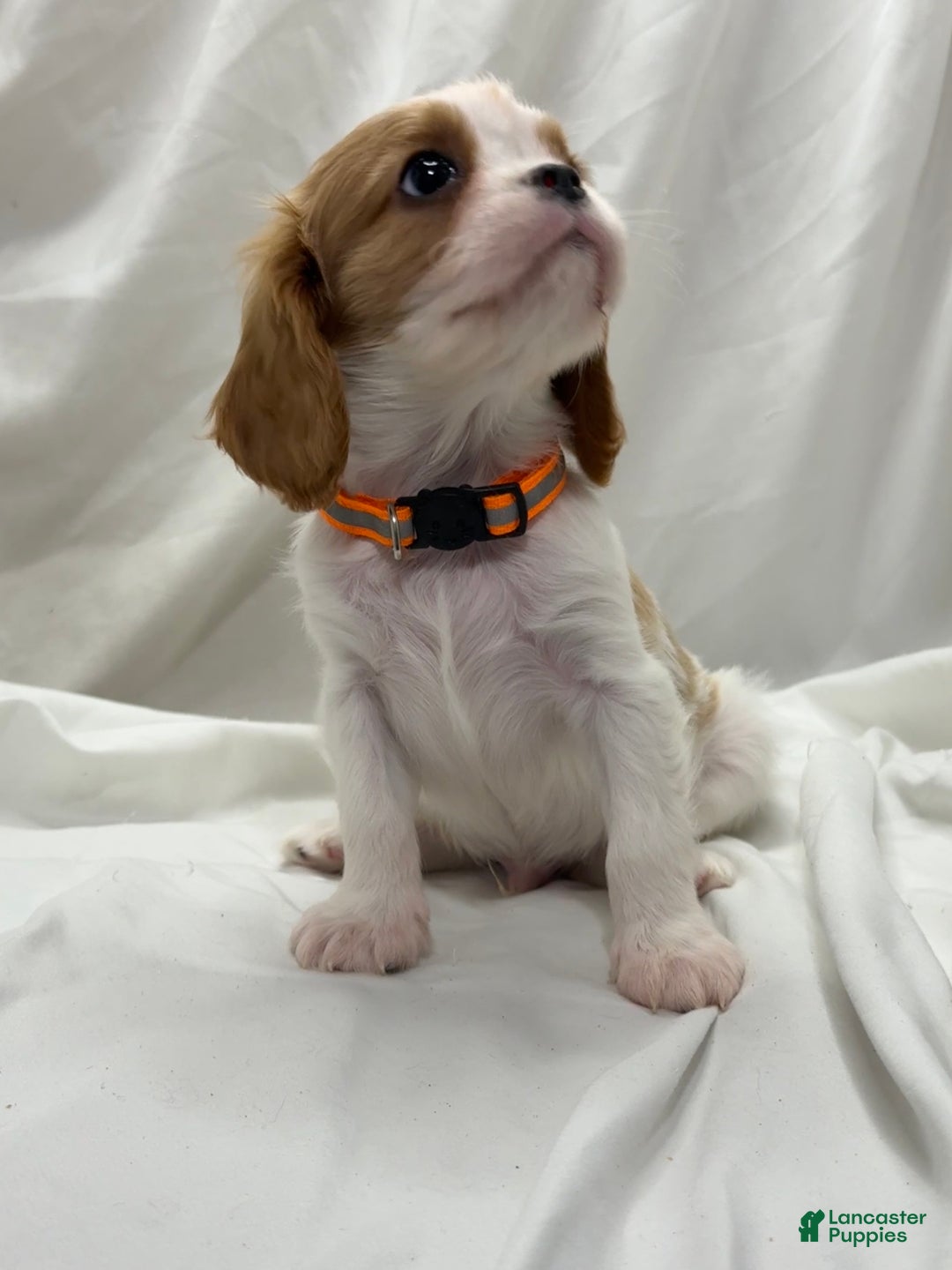 Cavalier King Charles Spaniel dogs for sale: Johnny - Ad 2