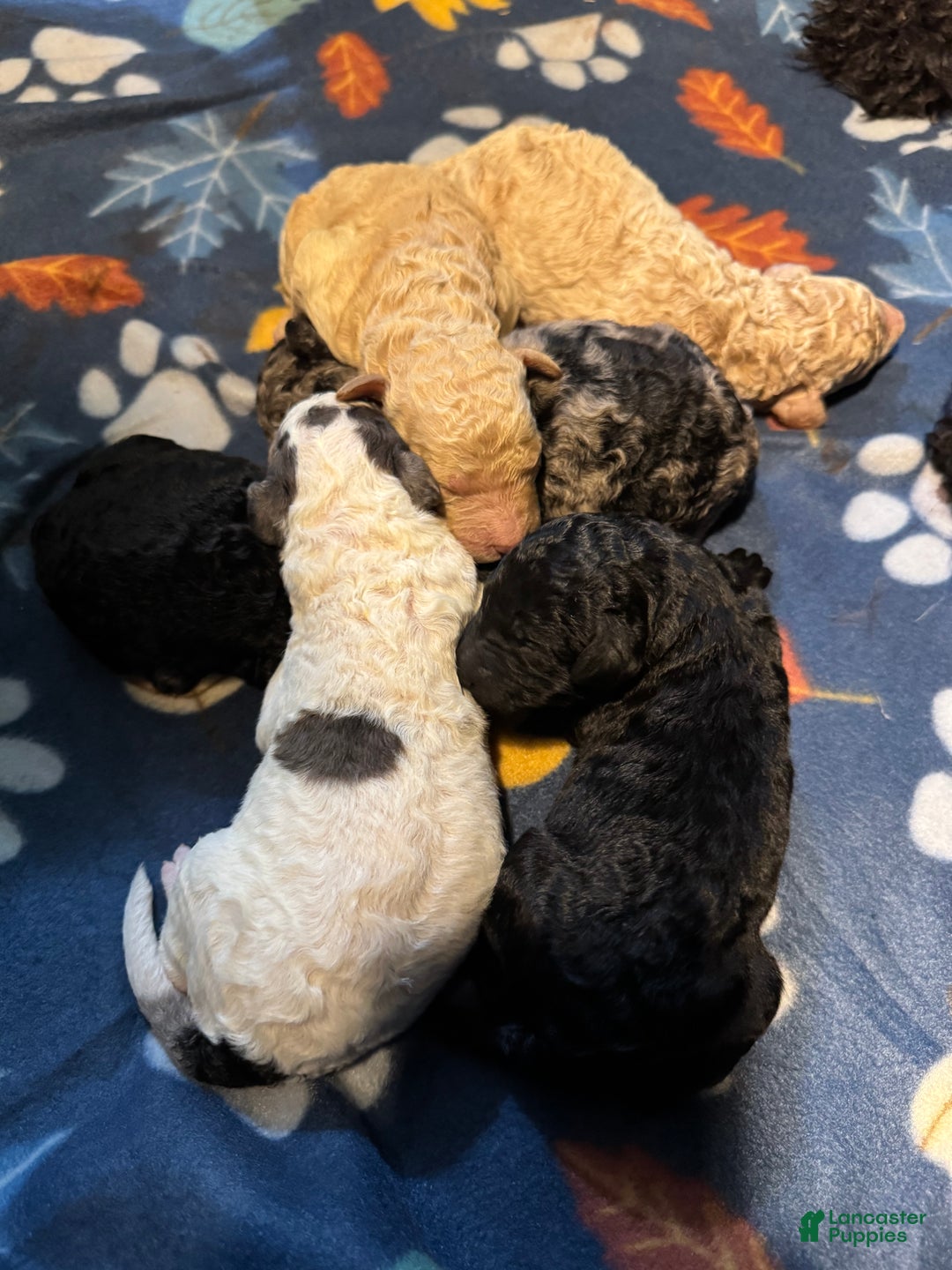 Standard Poodle dogs for sale: Ghost - Ad 4