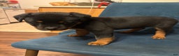 Rottweiler dogs for sale: Nae - Ad 8
