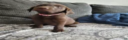 Labrador Retriever dogs for sale: Labrador Retriever Puppy 3 - Ad 4