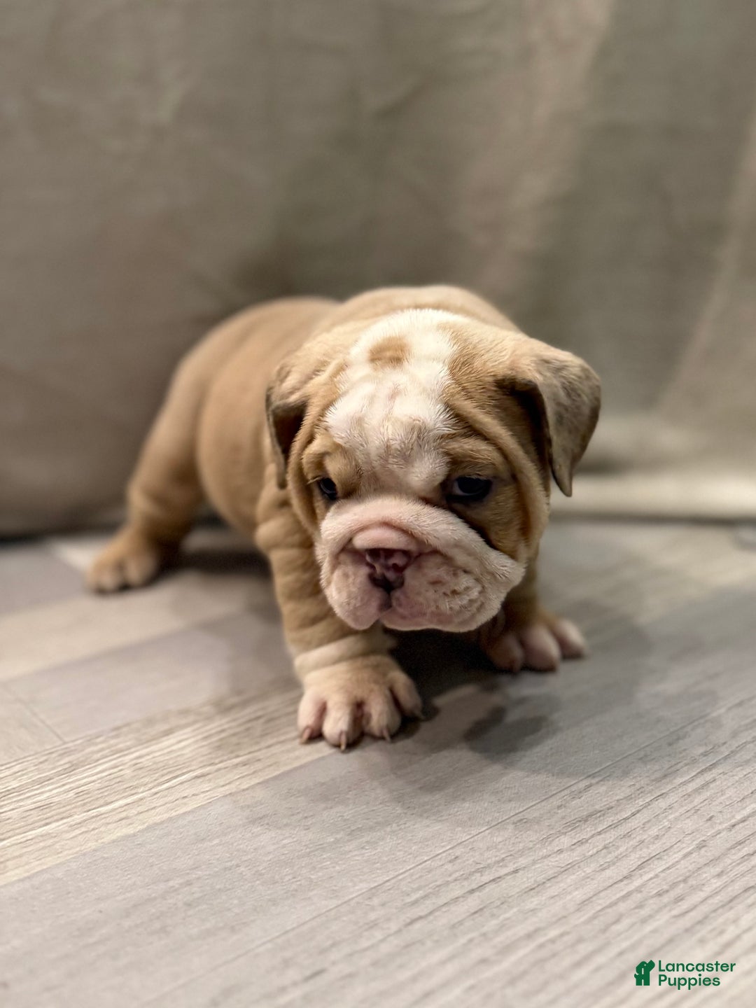 English Bulldog dogs for sale: Faith - Ad 5