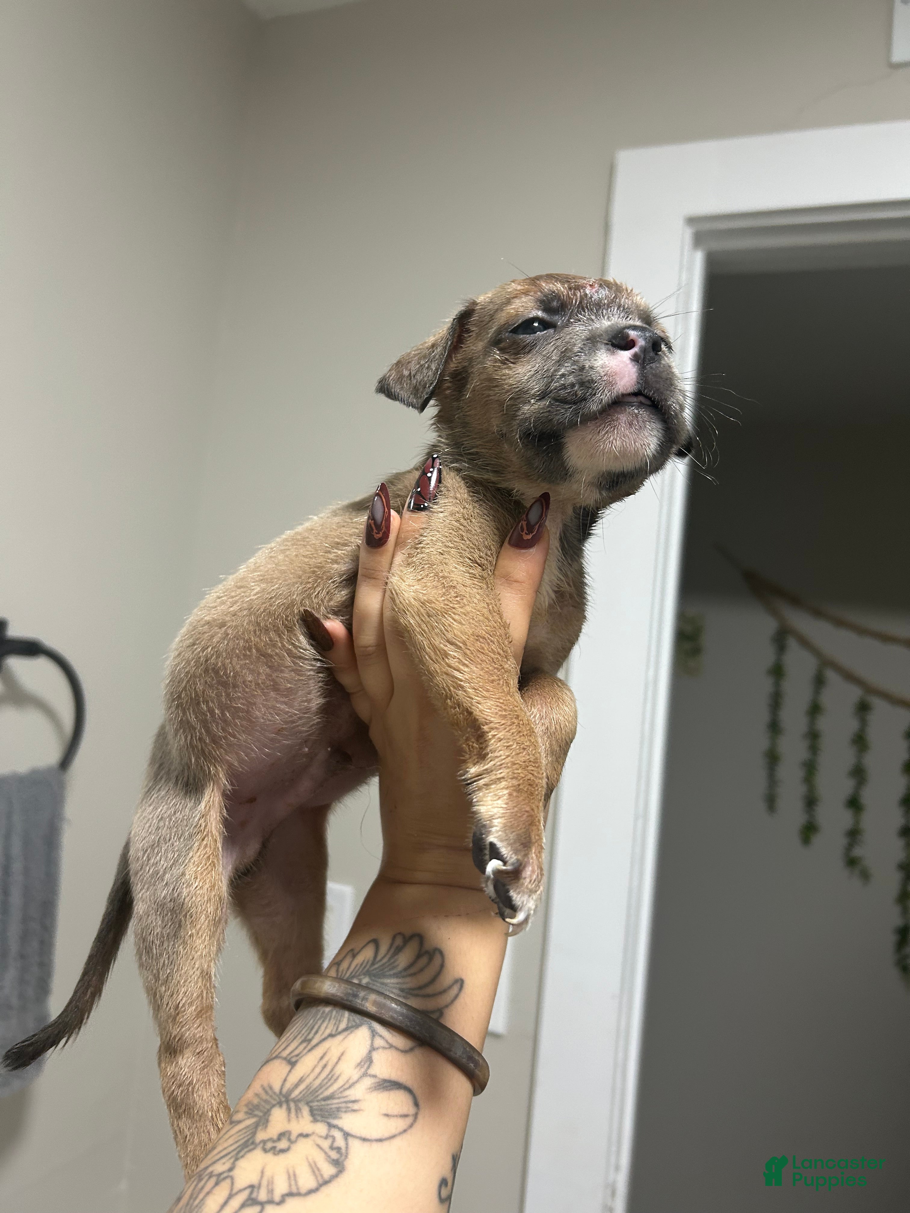 Mixed Breed dogs for sale: Boy 7 - Ad 2