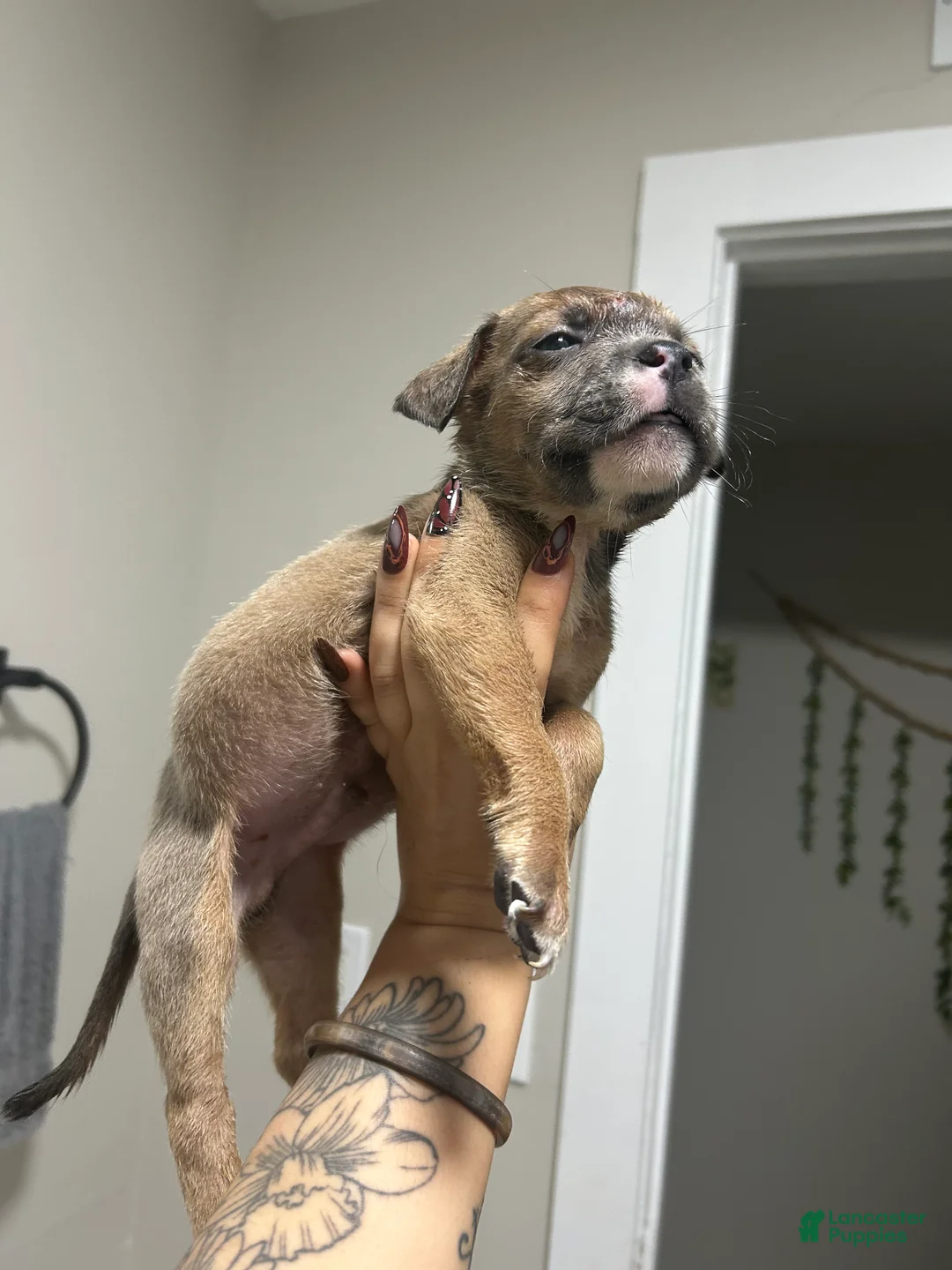 Mixed Breed dogs for sale: Boy 7 - Ad 1