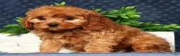 Cavapoo dogs for sale: Walton - Ad 6