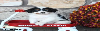 Snickers