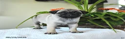 Pug dogs for sale: Thelma - Ad 5
