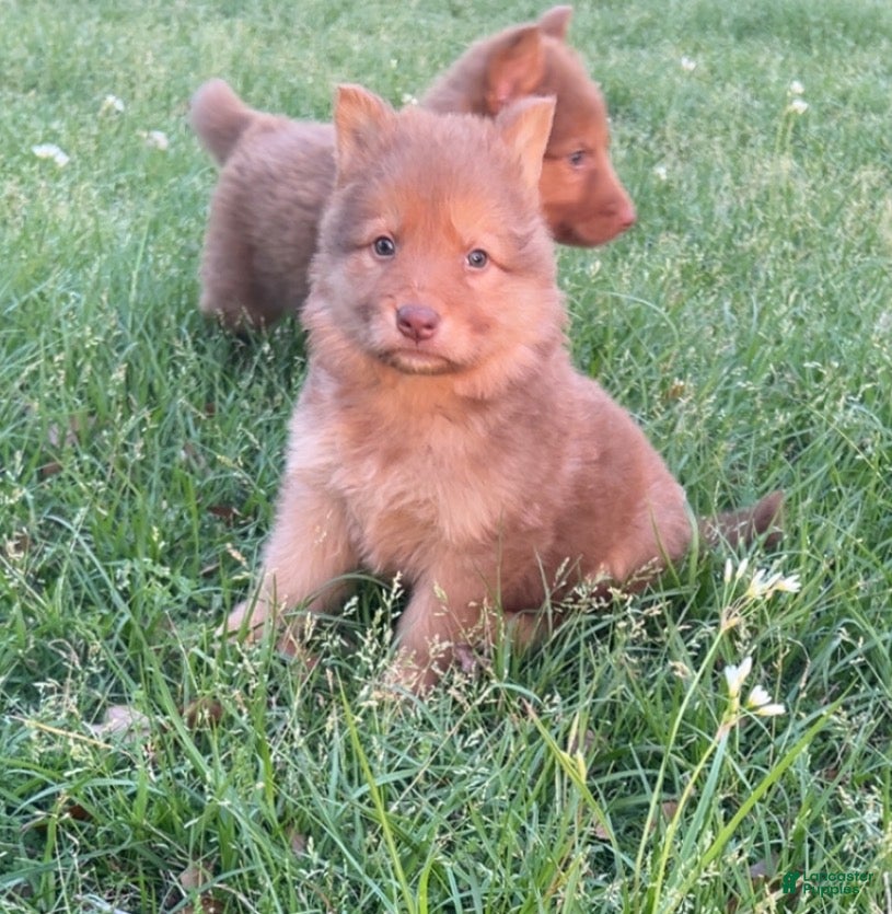 German Shepherd dogs Apollo - Ad 29