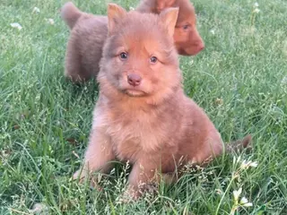 German Shepherd dogs for sale: Apollo - Ad 1