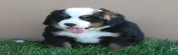 Bernese Mountain Dog dogs for sale: Archie - Ad 3