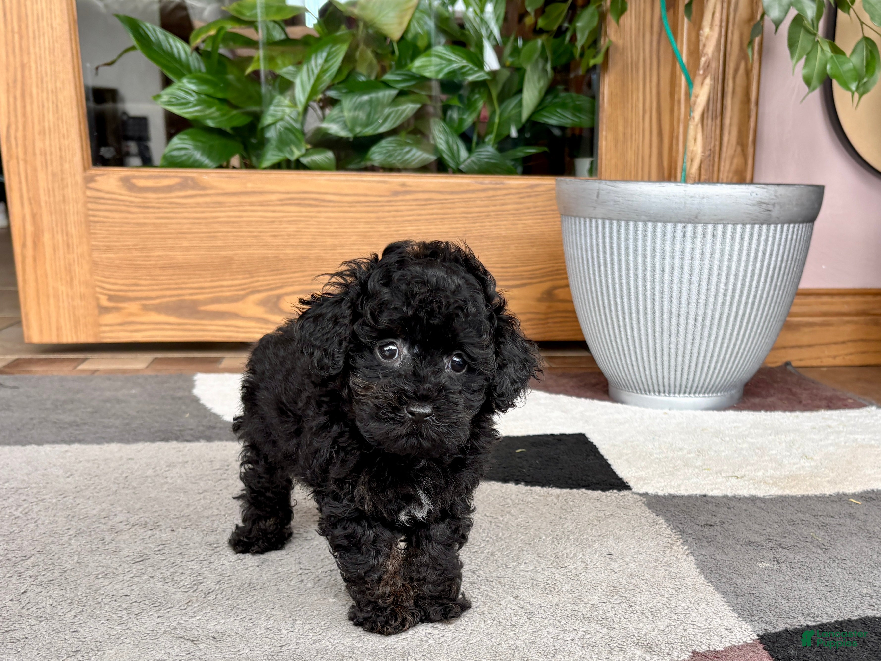 Mixed Breed dogs Maltipoo/Havanese boy 2  - Ad 1