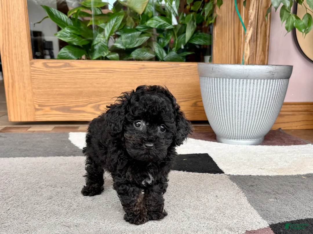 Mixed Breed dogs for sale: Maltipoo/Havanese boy 2  - Ad 1
