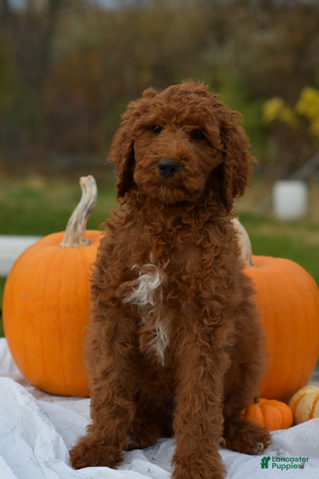 Standard Poodle dogs for sale: Clifford  - Ad 19