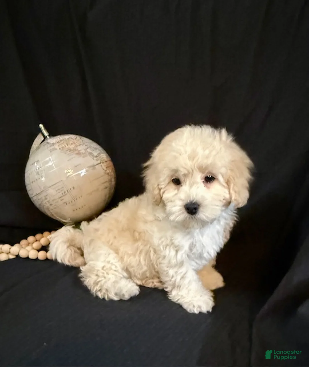 Lhasapoo dogs for sale: Hudson - Ad 4