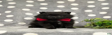 Malloy 9 lbs Full Grown