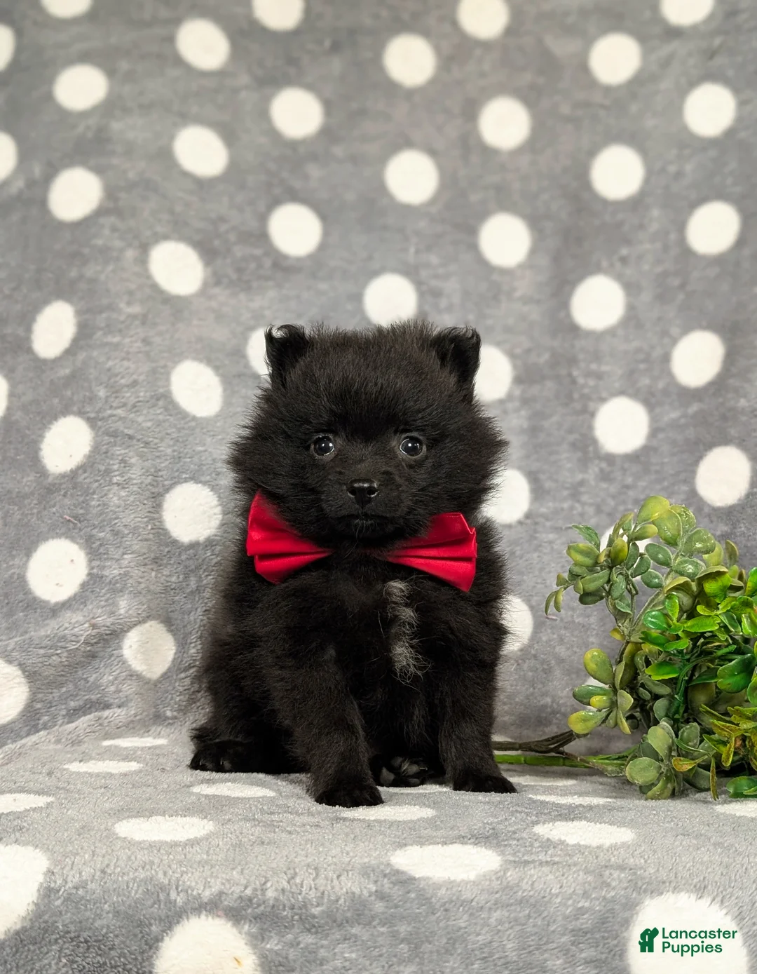 Pomeranian dogs for sale: Malloy 9 lbs Full Grown - Ad 1