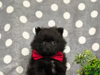 Pomeranian dogs for sale: Malloy 9 lbs Full Grown - Ad 1