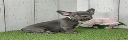 French Bulldog dogs for sale: Dallas - Ad 3