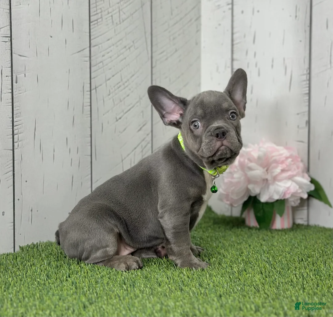 French Bulldog dogs for sale: Dallas - Ad 3