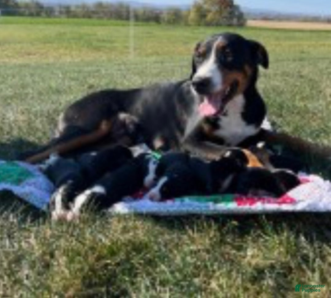 Greater Swiss Mountain Dog dogs for sale: SVEN❤️🎄AKC Hip Cert❤️Call 717-859-8731 - Ad 2