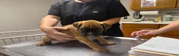 Boxer dogs for sale: Rusty AKC Euro - Ad 3