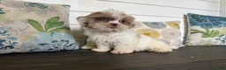 Shihpoo dogs for sale: Cinderella  - Ad 2