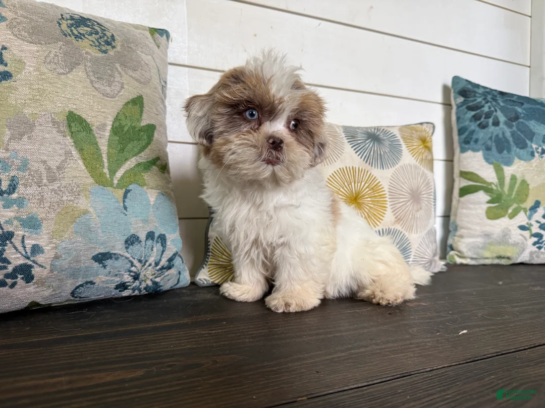 Shihpoo dogs for sale: Cinderella  - Ad 2