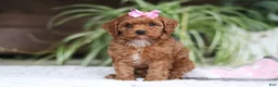 Cavapoo dogs for sale: Myla - Ad 5