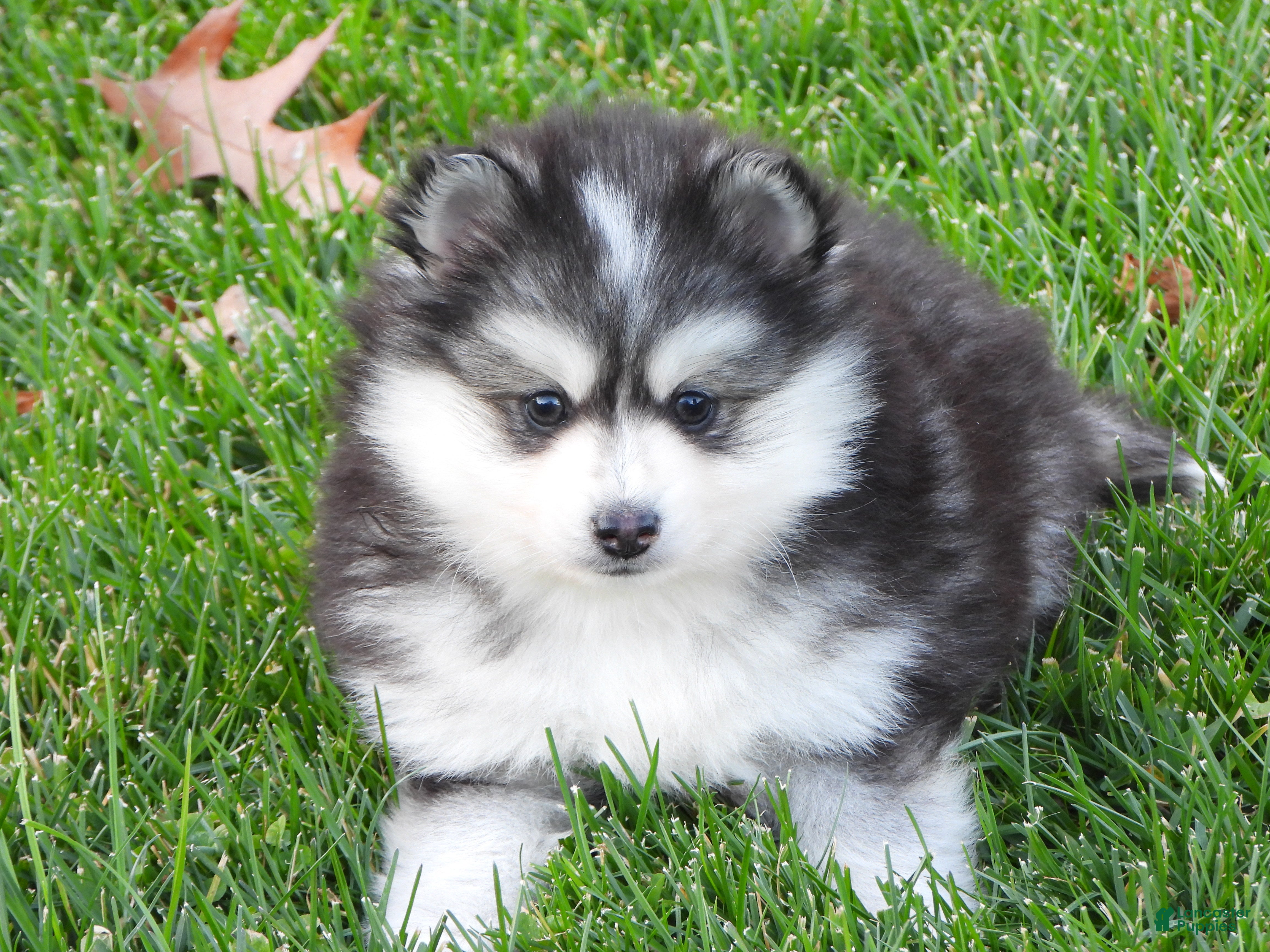 Pomsky dogs Sparky - Ad 20