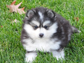 Pomsky dogs Sparky - Ad 11