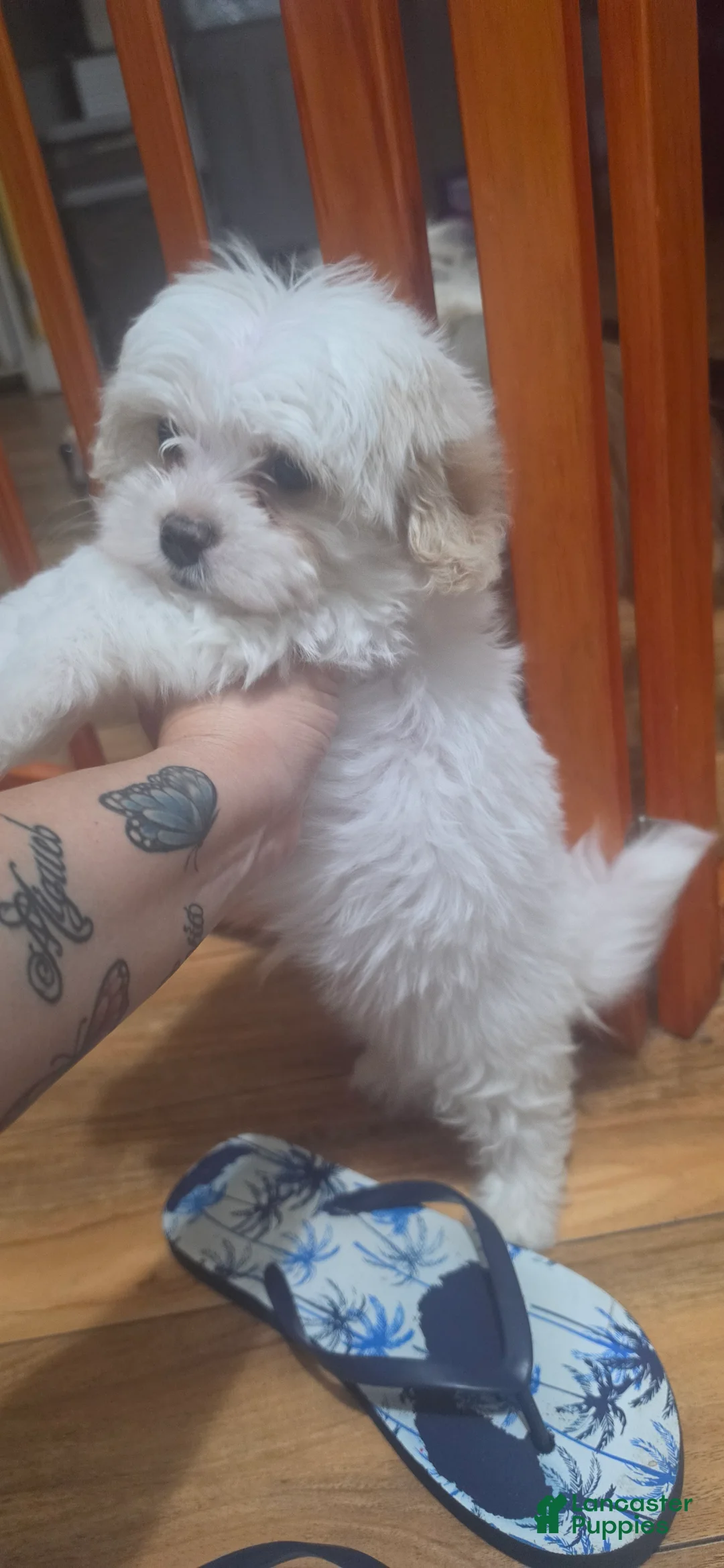 Maltese dogs for sale: Maltese Puppy 1 - Ad 2