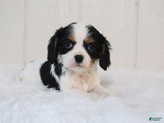 Cavalier King Charles Spaniel dogs Max - Ad 22